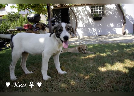 Kea  und Kay auf der Suche nach ihrer Familie