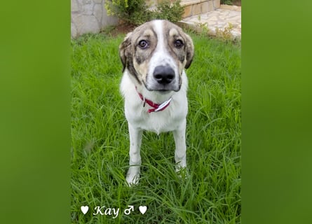 Kea  und Kay auf der Suche nach ihrer Familie