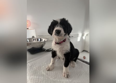 Im Westerwald zu besuchen: Zehn kleine Leben suchen ihr Für-immer-Zuhause