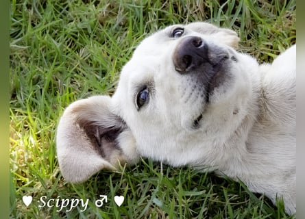 Carlito, Scippy und Kea auf der Suche nach ihrer Familie Carlito, Scippy und Kea auf der Suche nach ihrer Familie