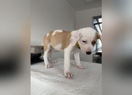 Im Westerwald zu besuchen: Zehn kleine Leben suchen ihr Für-immer-Zuhause