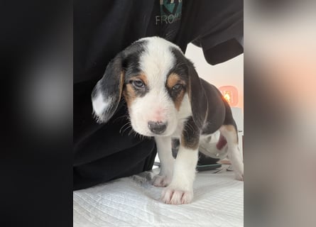 Im Westerwald zu besuchen: Zehn kleine Leben suchen ihr Für-immer-Zuhause