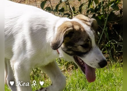 Kea  und Kay auf der Suche nach ihrer Familie
