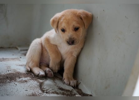 Kira, Kalle, Kasper und Karim suchen ein Zuhause