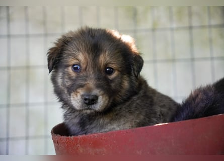 Kira, Kalle, Kasper und Karim suchen ein Zuhause
