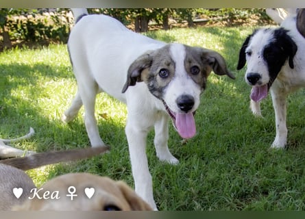 Kea  und Kay auf der Suche nach ihrer Familie