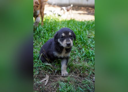 Kira, Kalle, Kasper und Karim suchen ein Zuhause