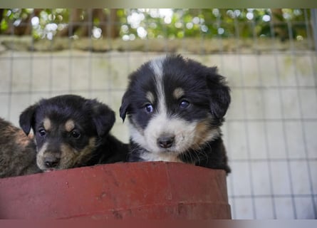 Kira, Kalle, Kasper und Karim suchen ein Zuhause