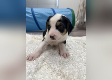 Im Westerwald zu besuchen: Zehn kleine Leben suchen ihr Für-immer-Zuhause