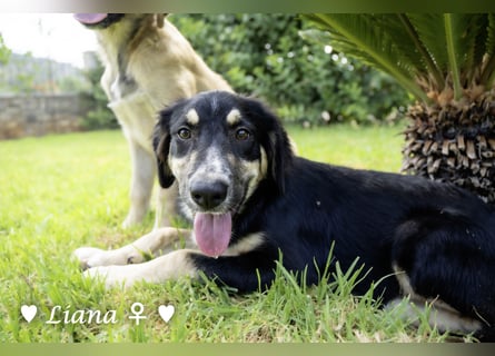 Liana, Lico und Lido suchen ein Zuhause