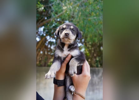Kira, Kalle, Kasper und Karim suchen ein Zuhause