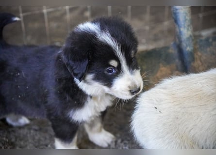Kira, Kalle, Kasper und Karim suchen ein Zuhause