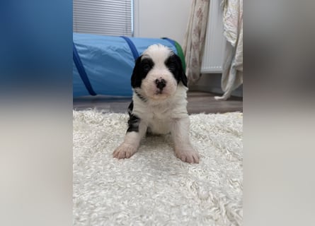 Im Westerwald zu besuchen: Zehn kleine Leben suchen ihr Für-immer-Zuhause