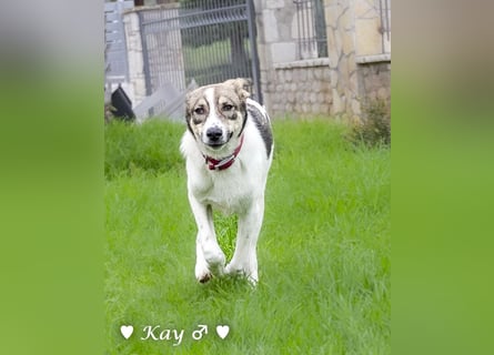 Kea  und Kay auf der Suche nach ihrer Familie