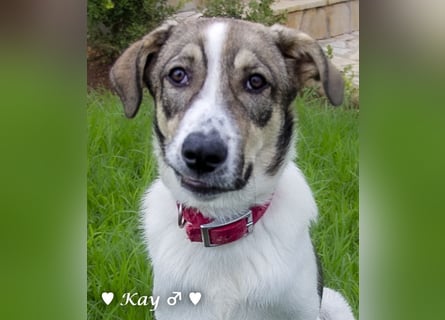 Kea  und Kay auf der Suche nach ihrer Familie