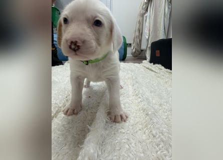 Im Westerwald zu besuchen: Zehn kleine Leben suchen ihr Für-immer-Zuhause