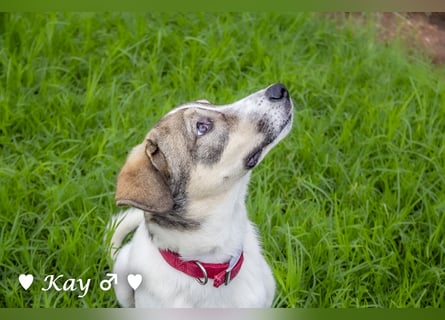 Kea  und Kay auf der Suche nach ihrer Familie