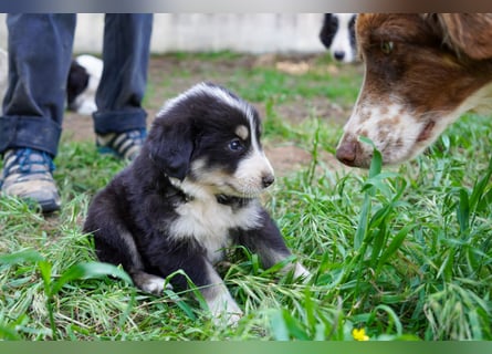 Kira, Kalle, Kasper und Karim suchen ein Zuhause
