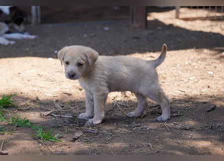 Kira, Kalle, Kasper und Karim suchen ein Zuhause