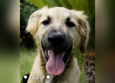 Liana, Lico und Lido suchen ein Zuhause