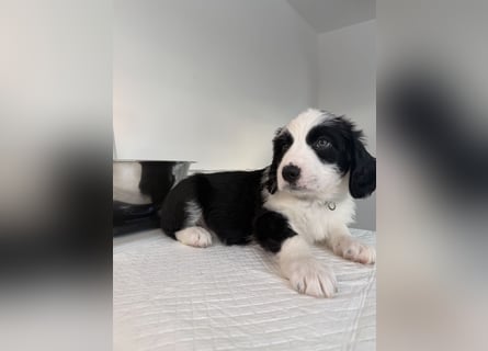 Im Westerwald zu besuchen: Zehn kleine Leben suchen ihr Für-immer-Zuhause