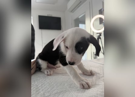 Im Westerwald zu besuchen: Zehn kleine Leben suchen ihr Für-immer-Zuhause