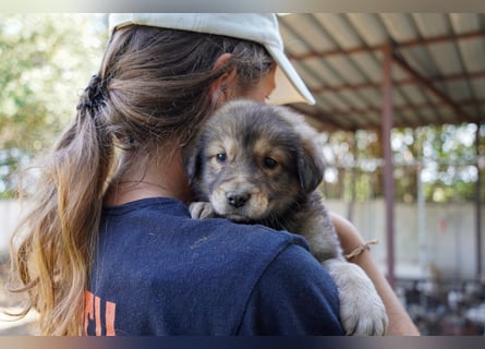 Kira, Kalle, Kasper und Karim suchen ein Zuhause