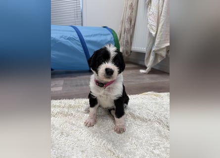 Im Westerwald zu besuchen: Zehn kleine Leben suchen ihr Für-immer-Zuhause