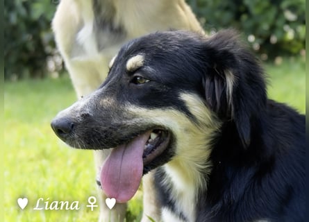 Liana, Lico und Lido suchen ein Zuhause