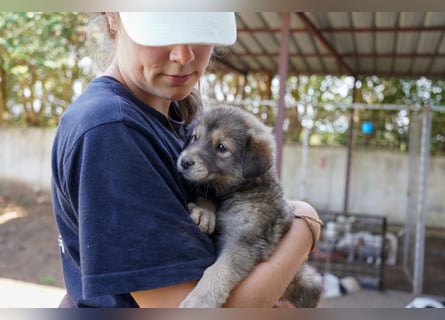 Kira, Kalle, Kasper und Karim suchen ein Zuhause