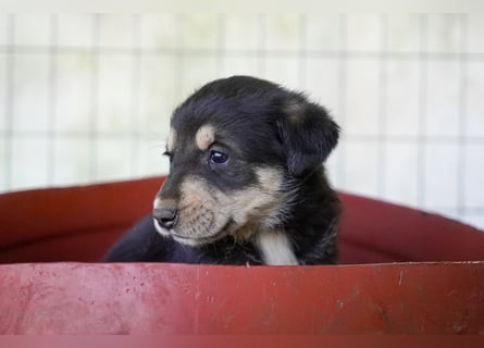 Kira, Kalle, Kasper und Karim suchen ein Zuhause