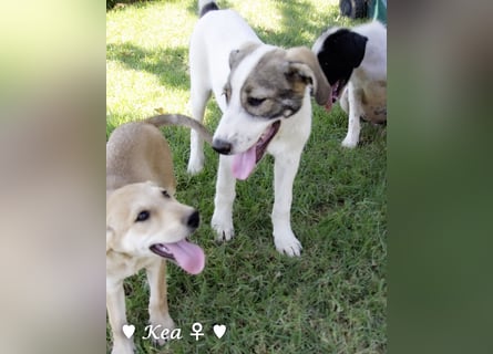 Kea  und Kay auf der Suche nach ihrer Familie