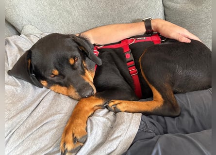Hera – ein Goldschatz auf vier Pfoten sucht ihre Familie