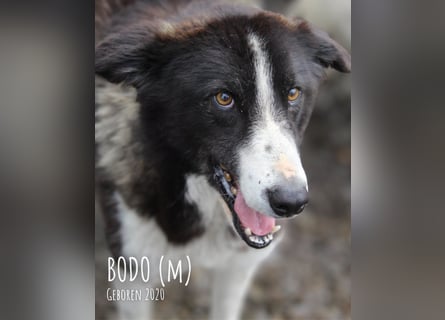 Bodo unser Liebling den keiner möchte