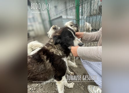 Bodo unser Liebling den keiner möchte