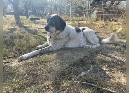 Treuer Hundesenior Tim