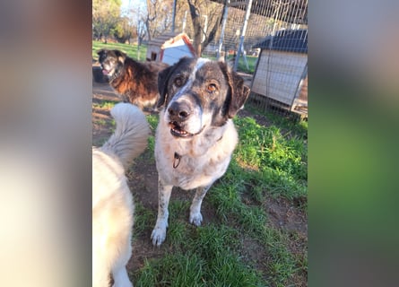 Treuer Hundesenior Tim möchte endlich ankommen
