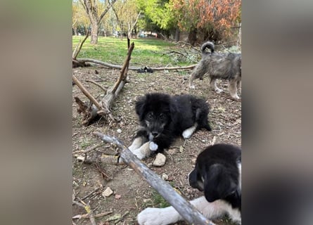 Niedlicher Welpe Nero