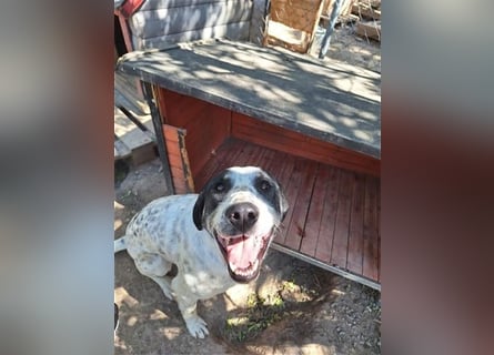 Toller Familienhund Adam sucht seine Familie
