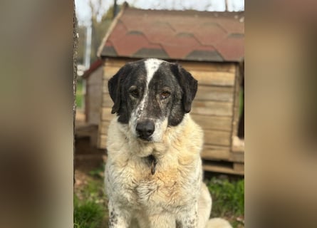 Treuer Hundesenior Tim möchte endlich ankommen