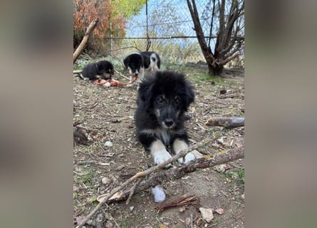 Niedlicher Welpe Nero