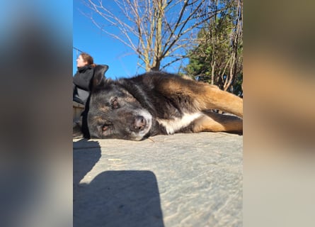 Liebevolle Hunde-Omi Funny