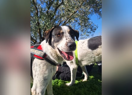 Toller Familienhund Adam sucht seine Familie
