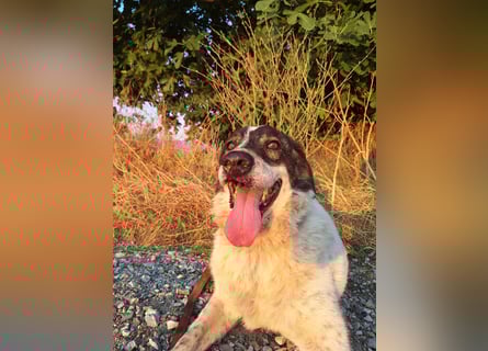 Treuer Hundesenior Tim