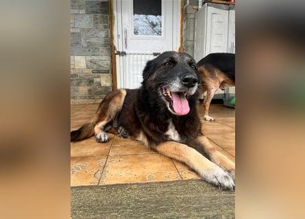 Liebevolle Hunde-Omi Funny