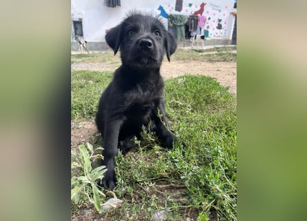 Zuckersüßer Welpe Jiji sucht sein Zuhause