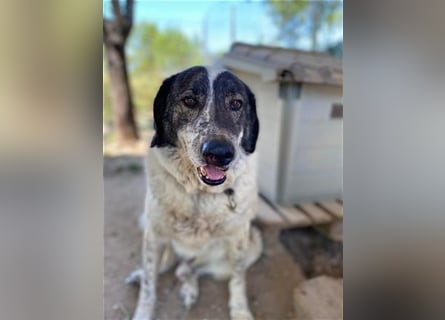 Treuer Hundesenior Tim