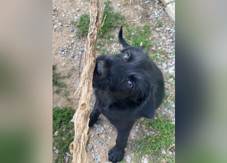 Zuckersüßer Welpe Jiji sucht sein Zuhause