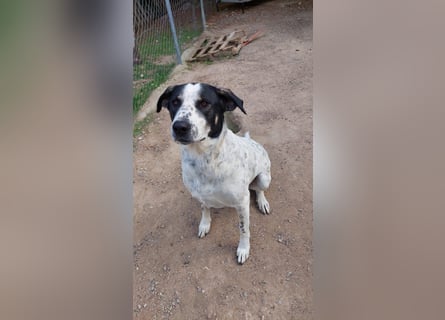 Toller Familienhund Adam sucht seine Familie