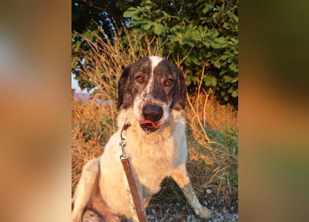 Treuer Hundesenior Tim